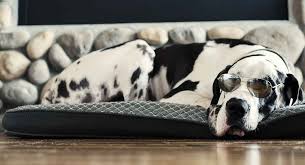 Comes with full akc registration and microchip. Harlequin Great Dane The Truth Behind Their Amazing Coat