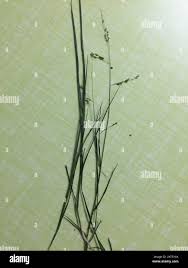 Image result for Steinchisma