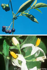 Image result for Solanum chenopodioides