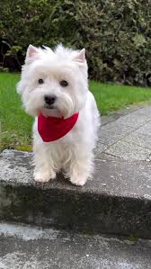 Hello Friends 🐾🐾, Follow @westielovershere 🐶🤎, Credit @westie_emmi, DM  for removal.No copyright infringement intended., #westiesrule  #westiesofinsta #westiemix #westiesarebesties #westieplanet ...