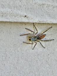 Image result for Disperis sp. nov. aff. macowanii