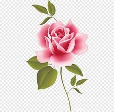Mawar merah jambu adalah bunga yang akan membantu anda menyatakan pandangan manis dan emosi yang lemah lembut kepada orang tersayang anda. Mawar Merah Muda Bunga Bunga Cantik Menanam Batang Bunga Wallpaper Desktop Png Pngwing
