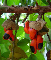 Image result for Trichilia