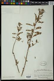 Image result for Clutia swynnertonii