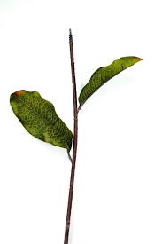 Silk Flower Stem Five 28 Magnolia Stems With By Simplyserra 5 00 Silk Flowers Plant Leaves Flowers