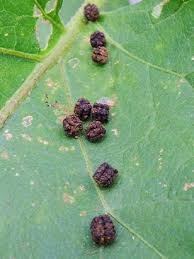 季節のガーデニング ナスに害虫発生