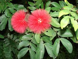 Image result for Calliandra haematocephala