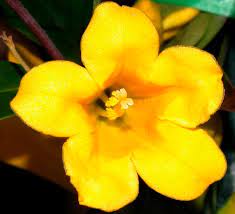 My honey bees seem to like it! What Flower Colours Do Birds And Bees Prefer Science Abc News