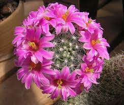 Así, hay especies que florecen en verano, que son la mayoría, otras en otoño, algunas lo hacen por la noche (como el. Como Hacer Florecer Un Cactus Jardineria On