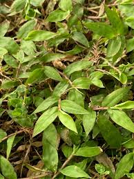 Image result for Oplismenus hirtellus