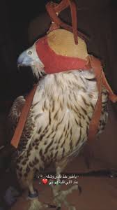 اللي قلبة هواني laughing quotes love smile quotes hawk pictures