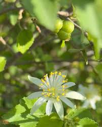 Image result for Grewia microcarpa
