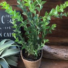 ユニークな三角葉 おしゃれ アカシア ガーデニング 観葉植物 インテリア フラワー リース パリジェンヌ 通販 Creema クリーマ ハンドメイド 手作り クラフト作品の販売サイト