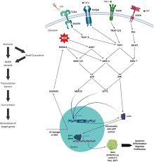 Strogo se posti, a starije ličnosti su i jednoničile, jela se nisu kuvala, osim kopriva. Selective Antagonism Of Cjun For Cancer Therapy Springerlink