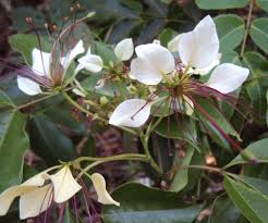 Image result for Crateva