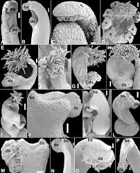 Image result for Polygala usafuensis