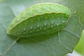 Image result for Apoda limacodes