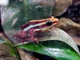 Image result for Nesaea sarcophylla