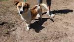 SPCA cautions against fireworks Year's