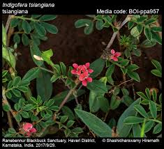 Image result for Indigofera filipes