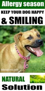 Keep Your Dog Happy And Healthy Through The Allergy Season Natural Solutions For Itchy Dogs With Seasonal And Envir With Images Dog Allergies Dog Skin Allergies Itchy Dog