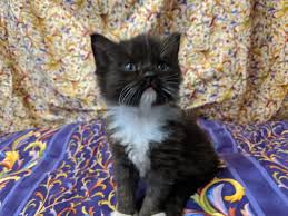 Soft Kitty Ragamuffin Kittens Soft Kitty Ragamuffins In 2020 Kittens Ragamuffin Kittens Cats And Kittens