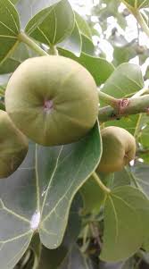 Image result for Ixora mildbraedii