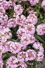 Image result for Verbena rigida