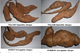 Image result for Sphenostylis