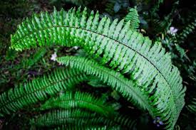 Image result for ledviník