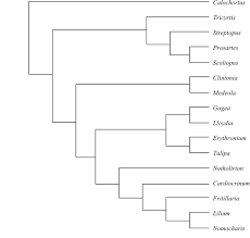 Image result for Camptorrhiza strumosa