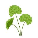 170点を超えるCentella Asiaticaのイラスト素材、ロイヤリティ ...