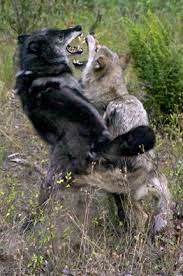 Wolves Fighting Wolves Fighting Wolf Dog Wolf Photos