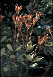 Image result for Boscia integrifolia