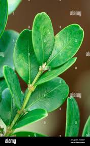 Image result for Buxaceae