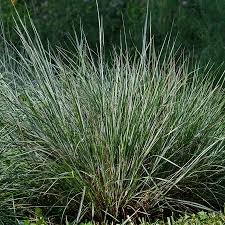 Image result for Schizachyrium brevifolium
