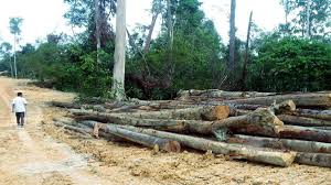 Menurut peka, perladangan getah lateks di hutan simpan antara yang mengancam spesis lain di hutan. 16 Hutan Simpan Kekal Di Kelantan Diceroboh Suara Viral Malaysia