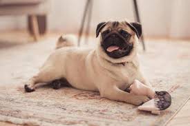 Entrenar perros de raza pug perros pug enejercicios para perros pug 12 tips para que tu pug aprenda a ir al bao perros pug en cmo ensearle perros pug en todo sobre perros pug. Carlino 5 Cosas Buenas Y 5 No Tan Buenas Del Pug Feelcats