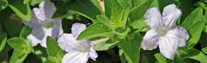 Image result for what plants do well with morning shade and afternoon sun