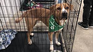 Texas animal control and welfare. Where Can I Adopt A Dog Or Cat In Fort Worth Tx Fort Worth Star Telegram
