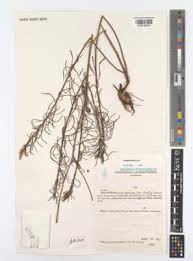 Image result for Geigeria burkei