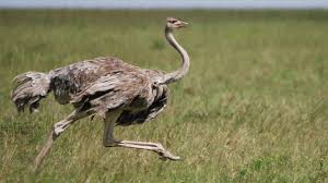 Ostriches do not fly, but can run faster than any other bird. Ostrich