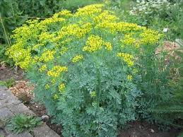 Image result for Ruta graveolens