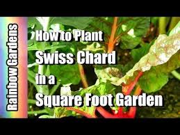 How To Plant Swiss Chard In A Square Foot Garden Easy Healthy Delicious Youtube Square Foot Gardening Swiss Chard Chard