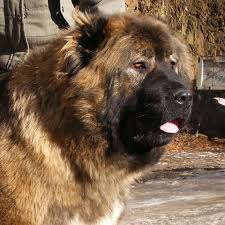Maybe you would like to learn more about one of these? Russian Ovcharka Caucasian Shepherd International Federation Beitrage Facebook