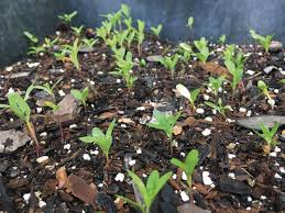 How To Germinate Milkweeds Lady Bird Johnson Wildflower Center Milkweed Lady Bird Johnson Wildflower Center Milkweed Seeds