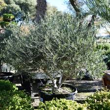 Image result for Olea