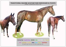 Horse Meridian Chart Does Cats Horses Horses Horse
