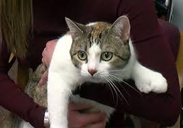 Get menu, photos and location information for six toed cat in key west, fl. Toe Bean News 28 Toed Cat Ties World Record For Most Toes Meowingtons