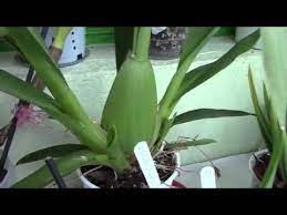 Why Do Orchids Get Wrinkled Leaves And Curly Flower Spikes Part 2 Orchid Plants Orchids Plants